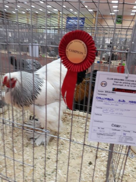  - Expoziția națională București 2017