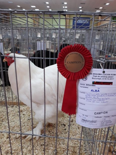  - Expoziția națională București 2017