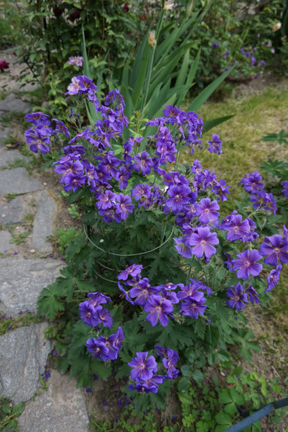 geranium magnificum - Geranium si alte perene