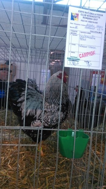  - WYANDOTTE ARGINTIU