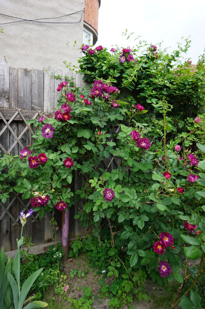  - Princess Sibilla de Luxembourg