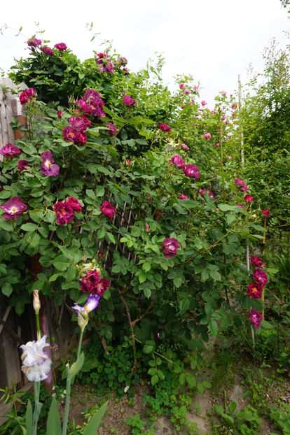  - Princess Sibilla de Luxembourg