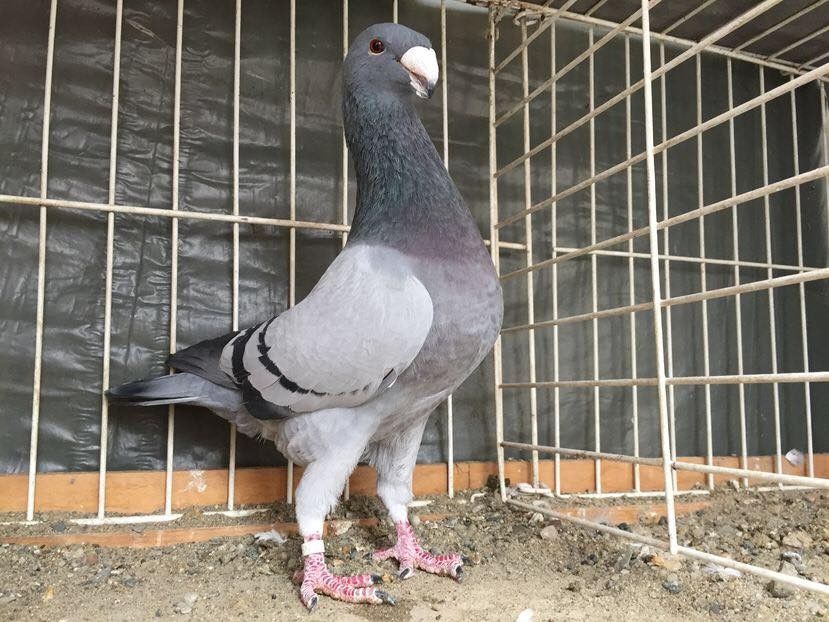 M-2015 - Achiziti pt 2018