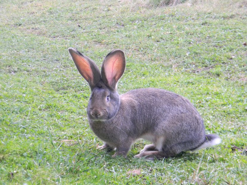 Femela - Urias german