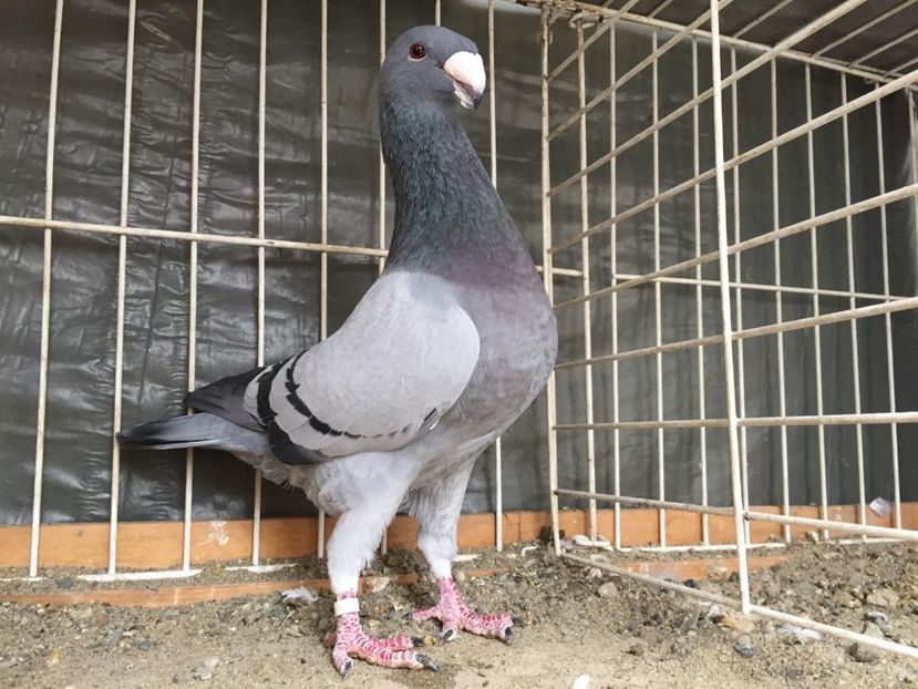 acelas - Achiziti pt 2018