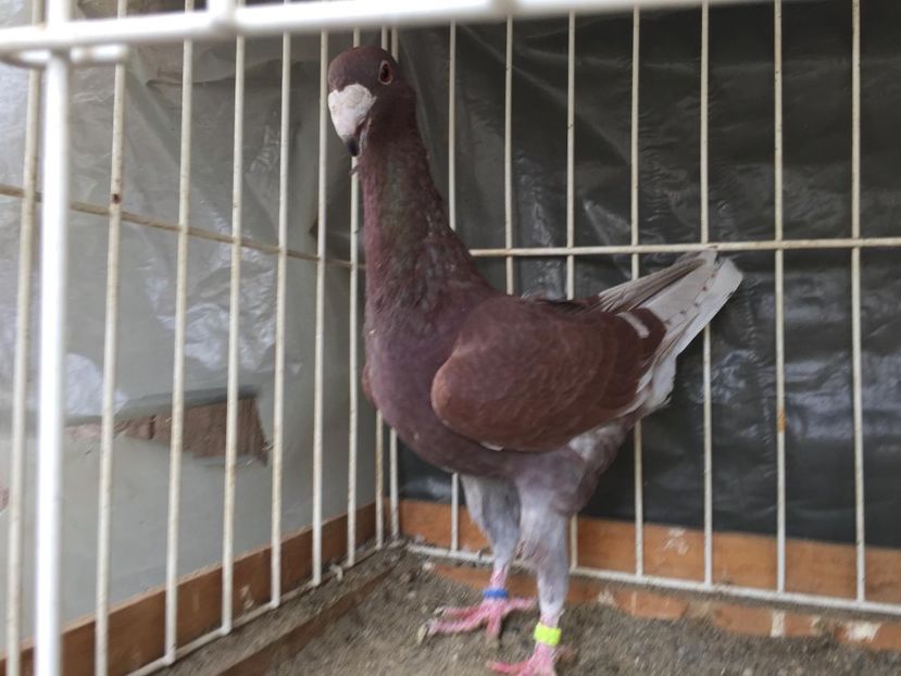 M-1017 - Achiziti pt 2018