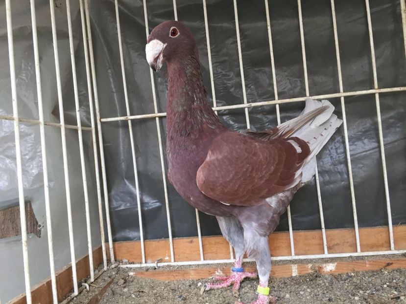 acelas - Achiziti pt 2018