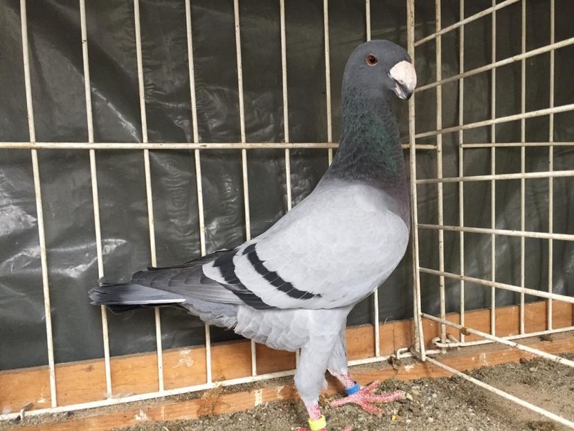 M-2017 - Achiziti pt 2018