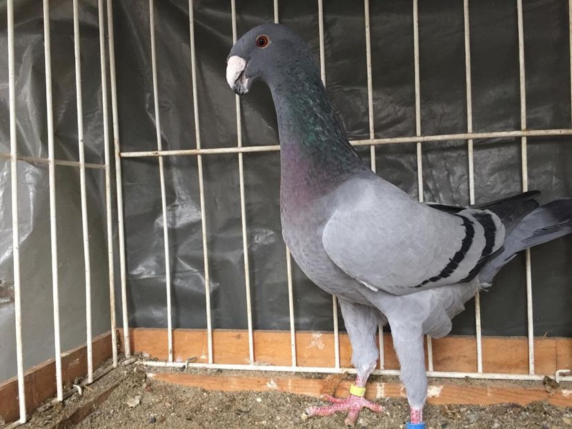 acelas - Achiziti pt 2018