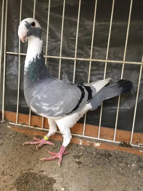 F-2017 - Achiziti pt 2018