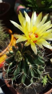  - hamatocactus setispinus