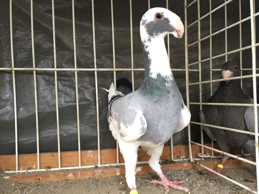 Acceasi - Achiziti pt 2018