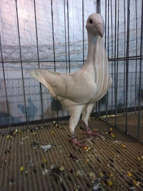 Acceasi - Achiziti pt 2018