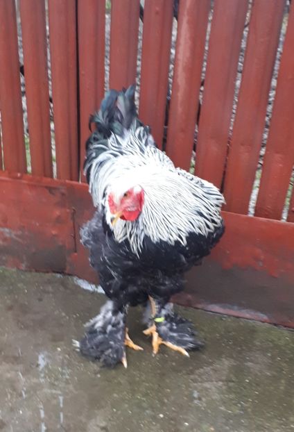  - Brahma potarnichiu albastru silver Orange bobat si HI