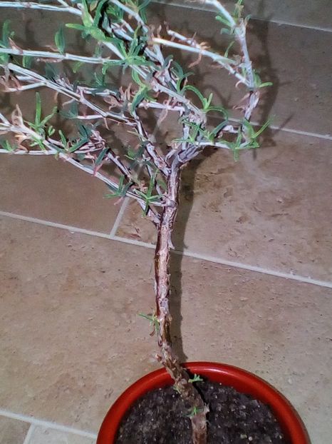 - plantutele mele