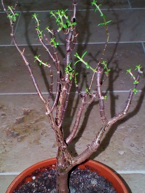  - plantutele mele