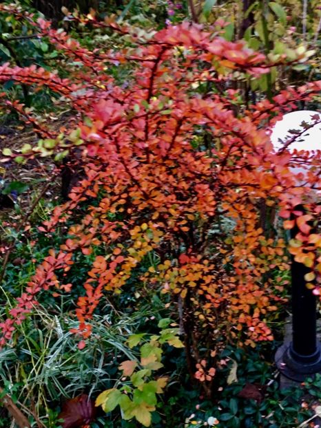 Berberis - Arbusti 2017 23 24
