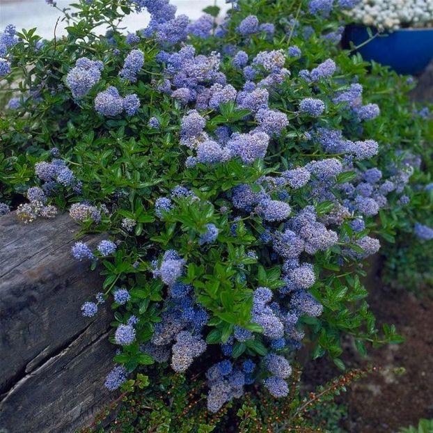 (Ceanothus thyrsiflorus repens)_150 cm - _Arbori_Arbusti