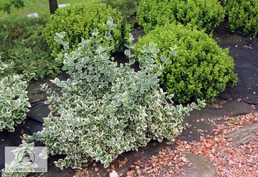 (Euonymus fort.Emerald Gaety) 50 cm - _Arbori_Arbusti