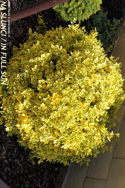 (Euonymus fort.Emerald Gold) 50 cm - _Arbori_Arbusti