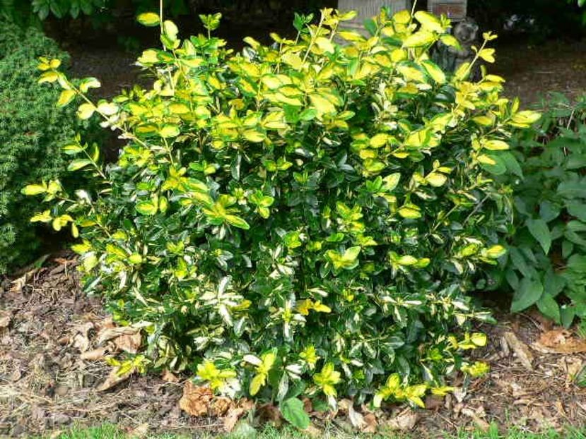 (Euonymus fort.Sunspot) 50 cm - _Arbori_Arbusti