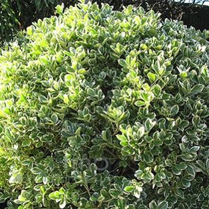 (Euonymus j. 'President Gauthier') 100 cm - _Arbori_Arbusti