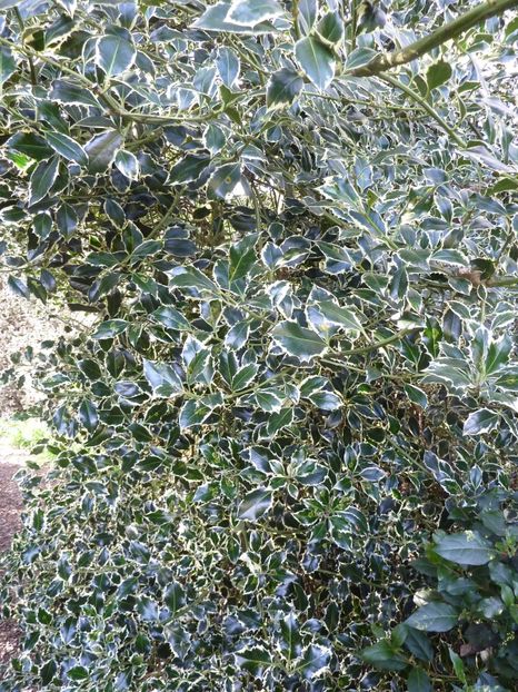 (Ilex aq. 'Argentea Marginata') 3-5 m - _Arbori_Arbusti