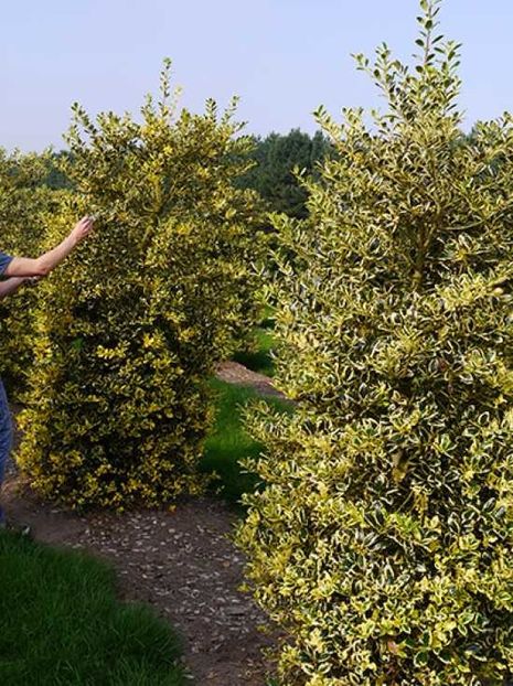 (Ilex aq. 'Golden van Tol') 3-5 m - _Arbori_Arbusti