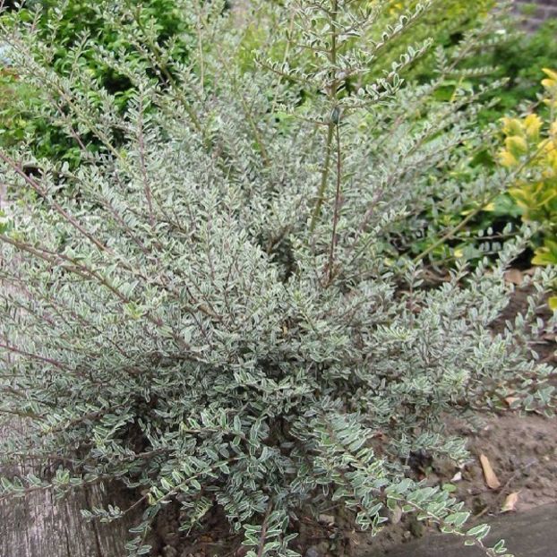 (Lonicera nitida Silver Beauty) 100 cm - _Arbori_Arbusti