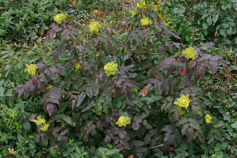 (Mahonia aquifolium) 150 cm - _Arbori_Arbusti