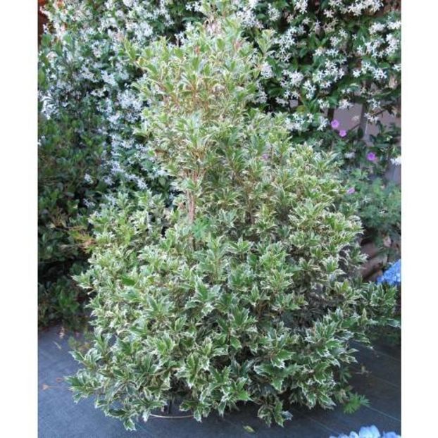 (Osmanthus h. 'Variegatus') 150 cm - _Arbori_Arbusti