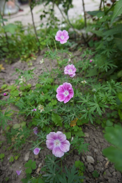 Geranium sanguineum Elke - Geranium si alte perene