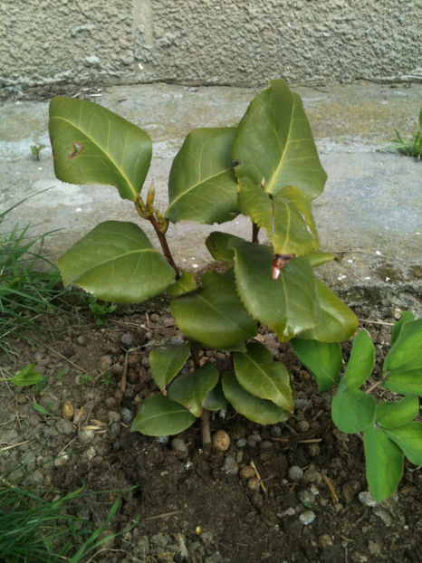 Camellia japonica "Black Lace" - Camellia japonica