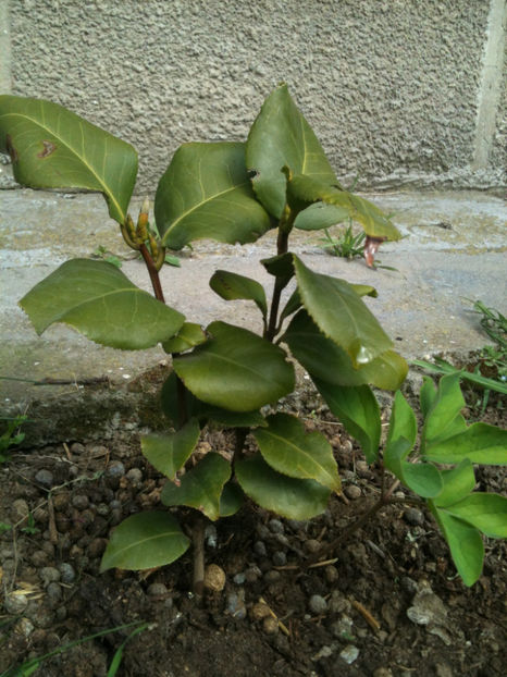 aprilie 2017 - dupa o iarna petrecuta afara cu -16 grade C - Camellia japonica