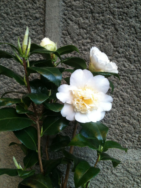 Camellia x williamsii 'Jury's Yellow' - Camellia japonica