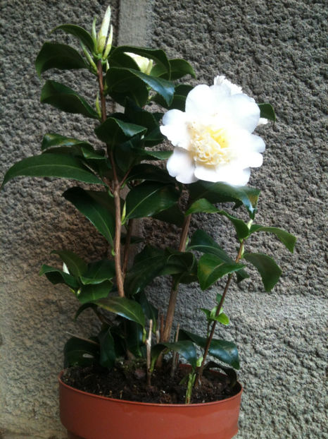 Camellia x williamsii 'Jury's Yellow' - Camellia japonica
