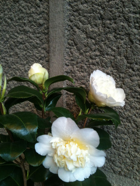 Camellia x williamsii 'Jury's Yellow' - Camellia japonica