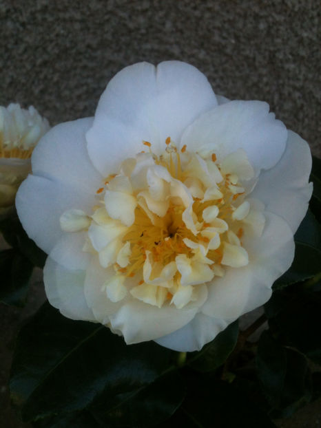 Camellia x williamsii 'Jury's Yellow' - Camellia japonica