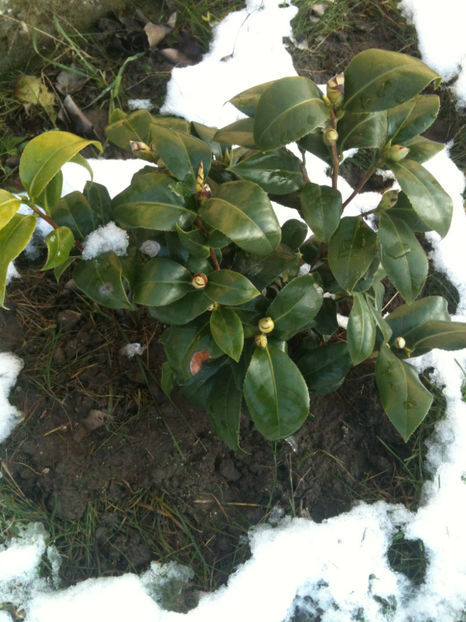 Transplantata afara - cu boboci florali - 'Jury's Yellow' - Camellia japonica