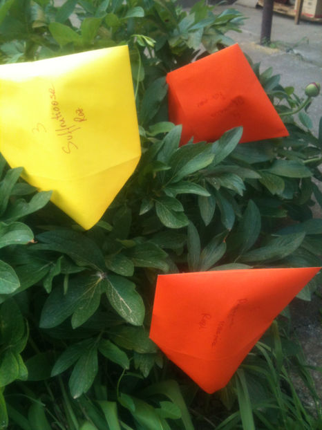 Incercari - hibridari - Bujori hibridari