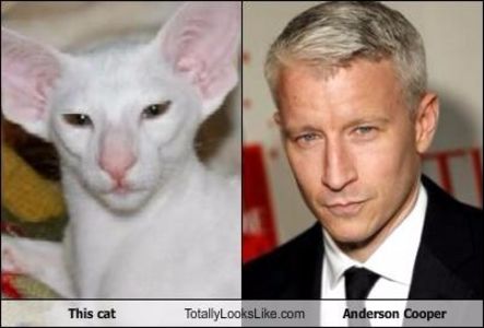 anderson-cooper-cat-look-alike - VEDETE CARE SEAMANA CU ANIMALE SI PASARI