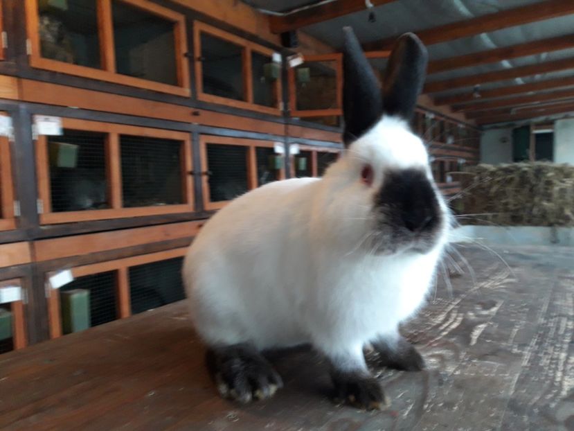  - A-IEPURI CALIFORNIENI