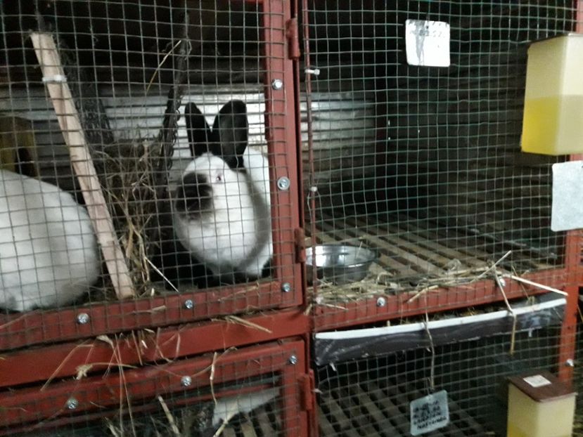  - A-IEPURI CALIFORNIENI