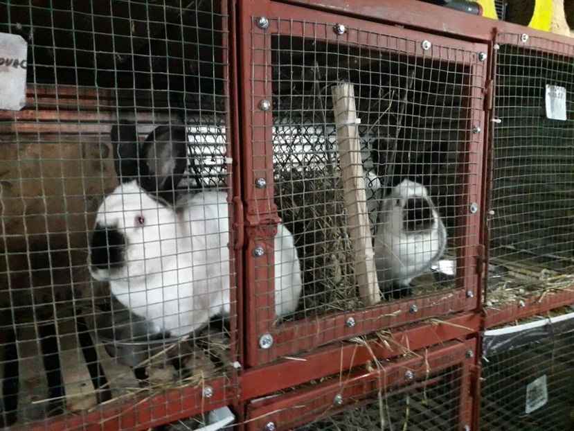  - A-IEPURI CALIFORNIENI