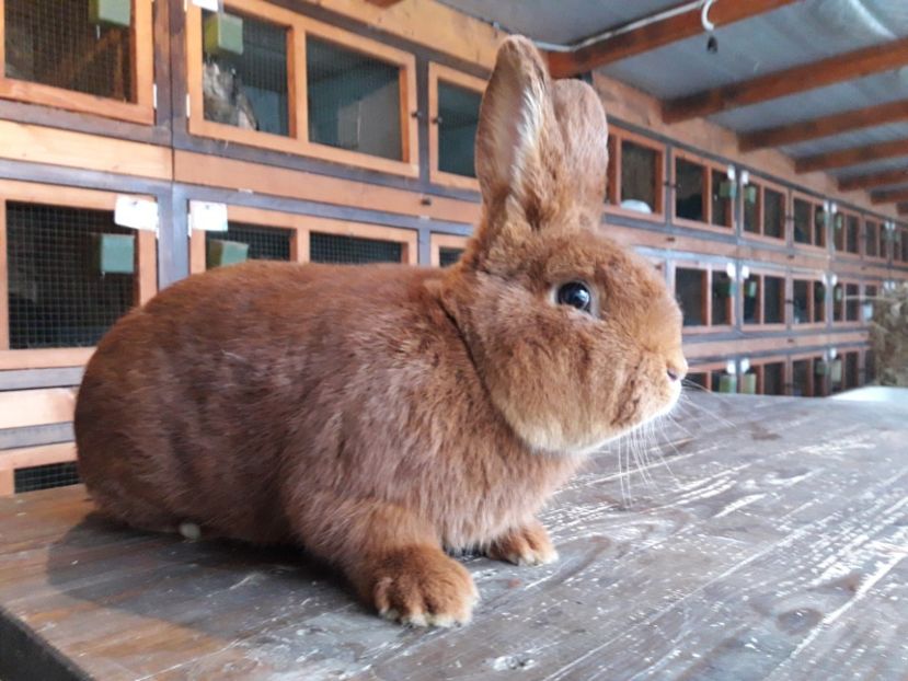  - A-IEPURI NEOZEELANDEZ ROSU