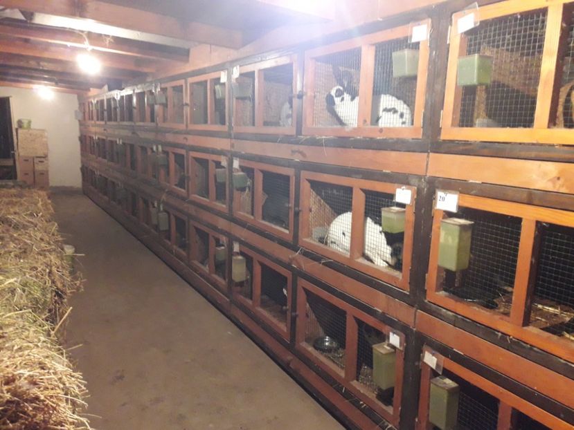  - ADAPOST IEPURI 2016