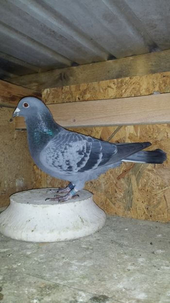 M 2016 396483 L 10 JUD FOND TINERET - PORUMBEI CARE AU FACUT NORME IN 2017