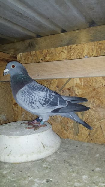 M 2016 396162 L26 JUD FOND L 11 JUD DEMIFOND TINERET - PORUMBEI CARE AU FACUT NORME IN 2017