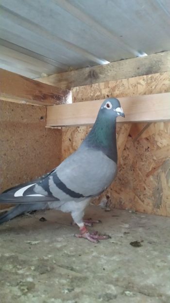 F 2013 Mama la L10 Jud Fond Tineret - PORUMBEI 2016