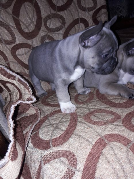  - Bulldog francez de vanzare
